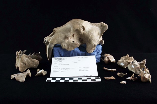 Cat Skull 1 various pieces of a skull with saber teeth laid out on black cloth with a scale bar showing that the skull is slightly longer than 12 centimeters.