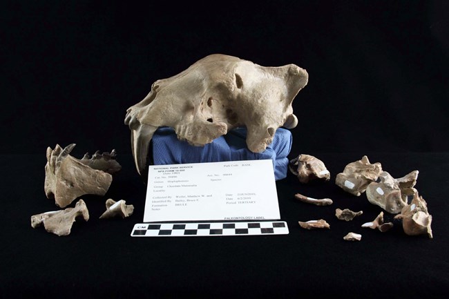 various pieces of a skull with saber teeth laid out on black cloth with a scale bar showing that the skull is slightly longer than 12 centimeters.