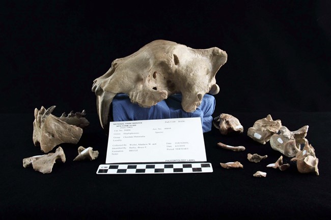 an assortment of pieces of a fossil saber-tooth cat-like skull. the pieces are laid out on a black cloth with catalog numbers.