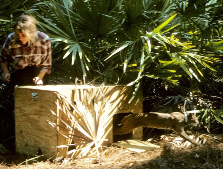 Bobcat released at CUIS Woman standing behind a box in the woods with a door open and a bobcat running out