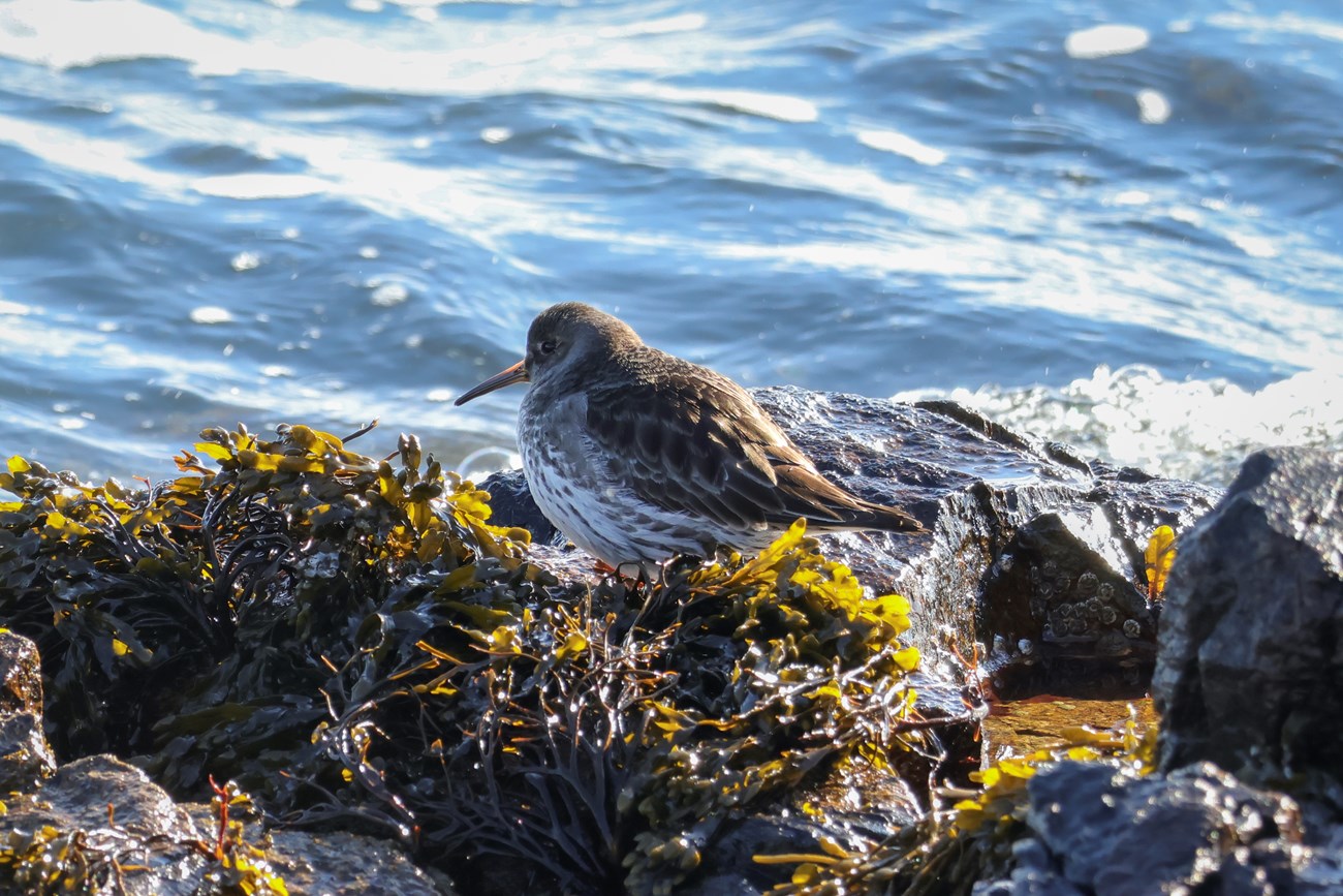 Purple Sandpiper on wet, seaweed-covered rocks by the ocean Purple Sandpiper on wet, seaweed-covered rocks with waves in the background at Acadia National Park.