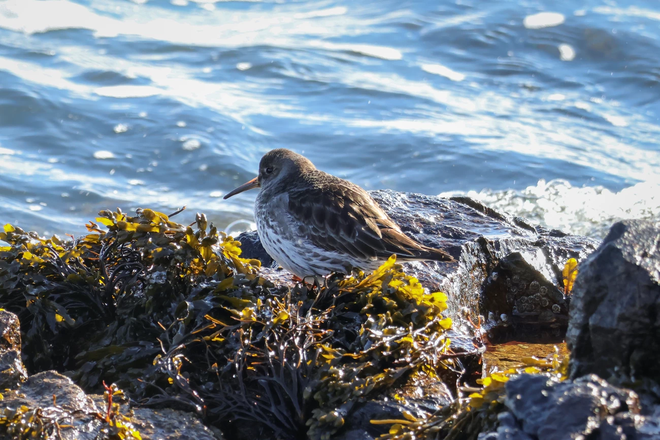 Purple Sandpiper on wet, seaweed-covered rocks by the ocean Purple Sandpiper on wet, seaweed-covered rocks with waves in the background at Acadia National Park.