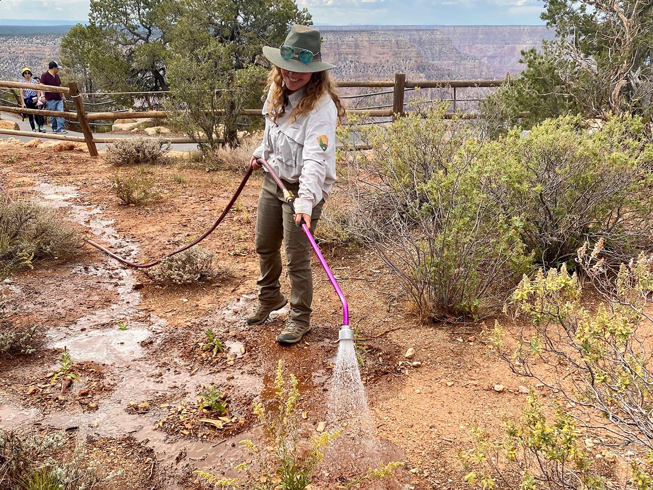 Cavezza watering the pollinator garden Cavezza watering the pollinator garden