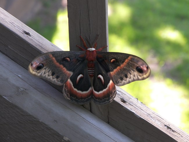 Cecropia Moths are the largest silk moth in North America Brown moth on a piece of wood
