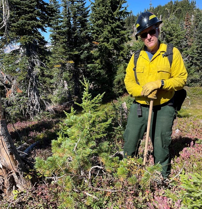 Cedar Drake A firefighter in full personal protective equipment holds a hand tool while staning in brush near coniferous trees.