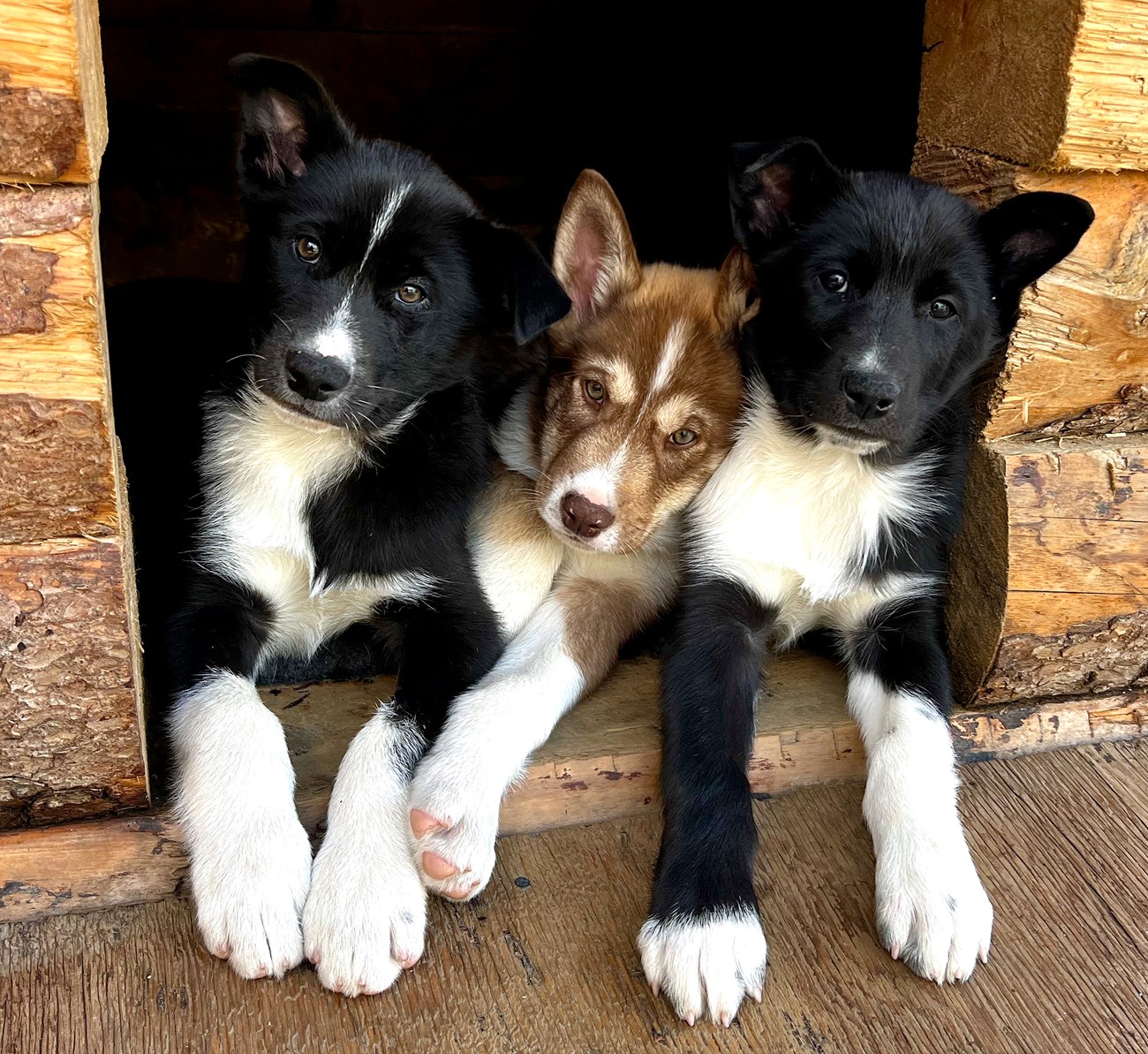 Three puppies look out from a wooden entranceway. Two are black and white and one is brown and white.