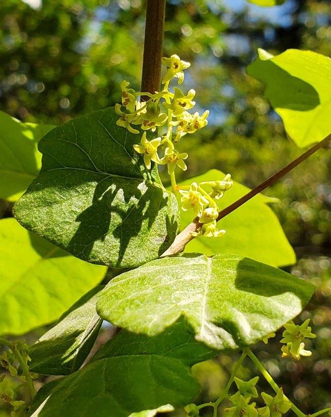 Pacific poison oak flowers A cluster of small, star-shaped, greenish-white flowers grows above wide, green, oval-shaped leaves.