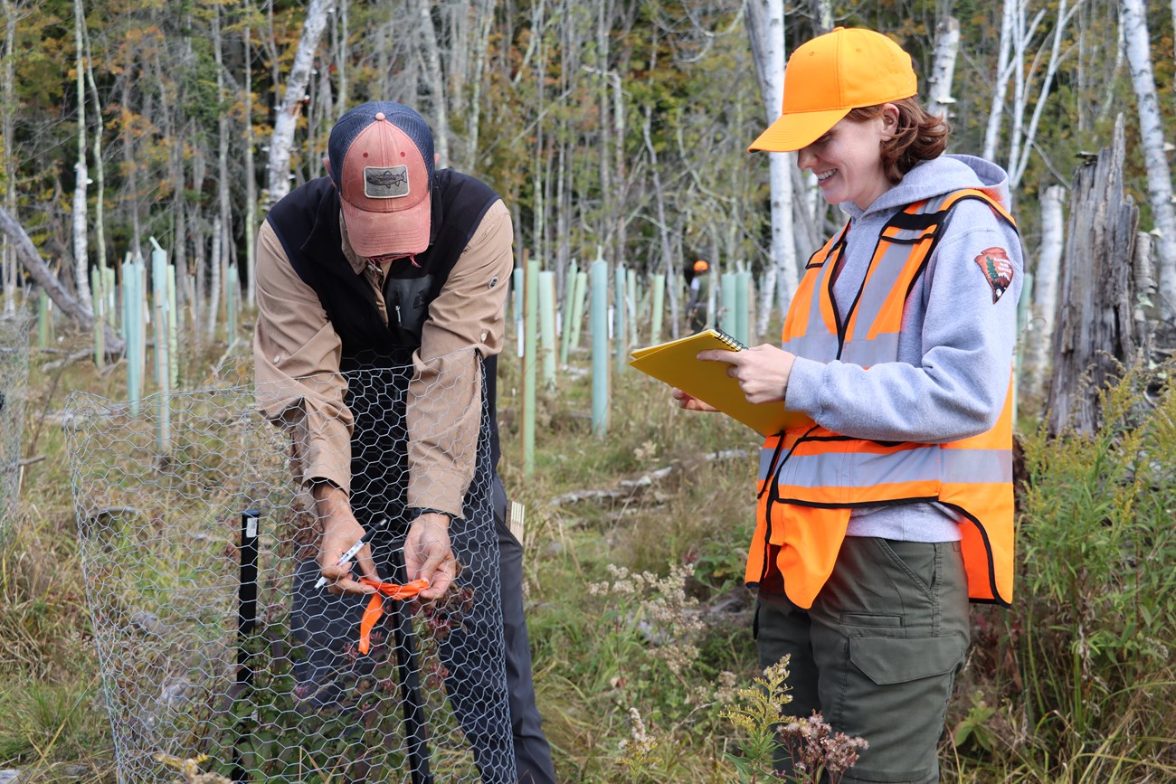 A USFS researcher ties orange flagging around a stake inside of chicken wire fencing while an NPS ranger in an orange vest and hat records data on a clipboard.