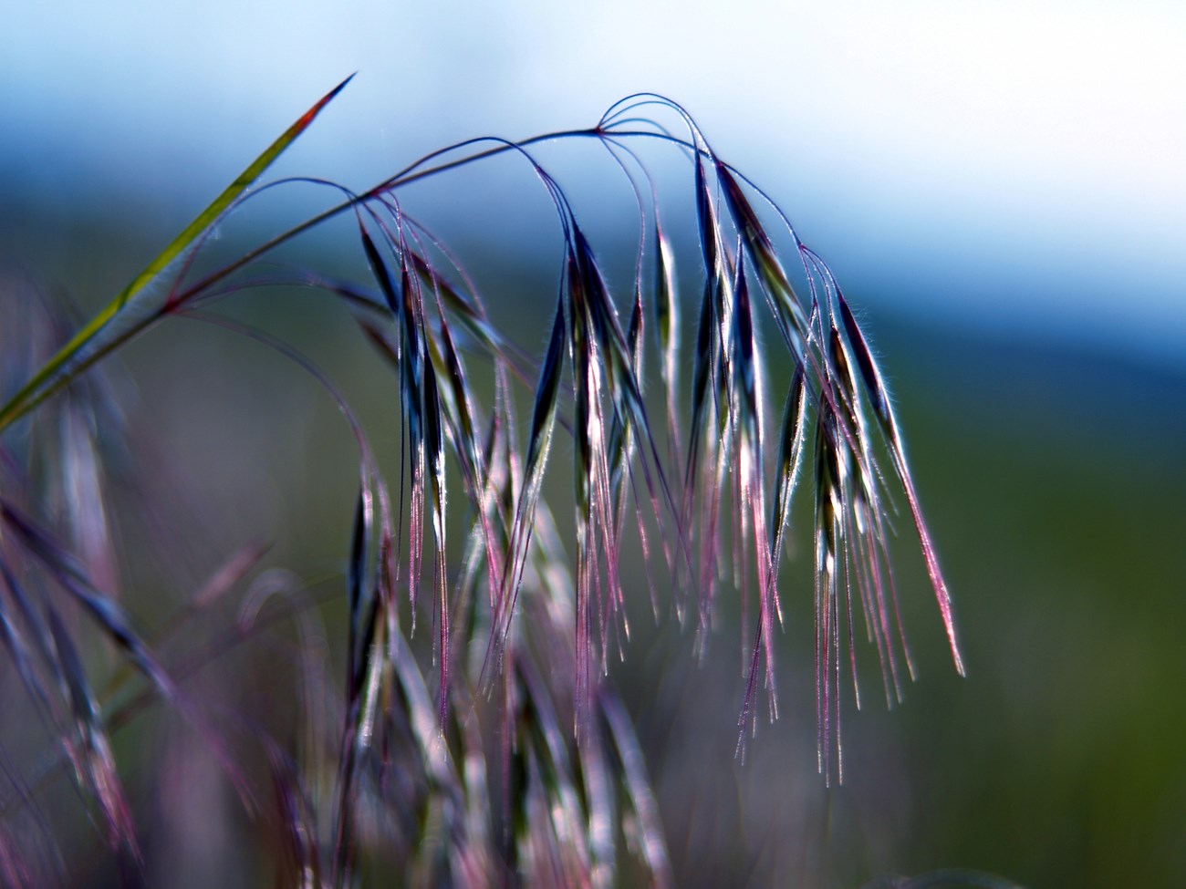 Cheatgrass. Long, slender, and slightly reddish seed heads droop off a grass stem.