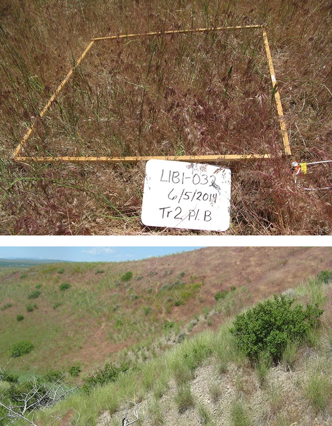 Purple-brown dry grass inside a meter square frame, above, and pink-purple hillside of dry grass, below.
