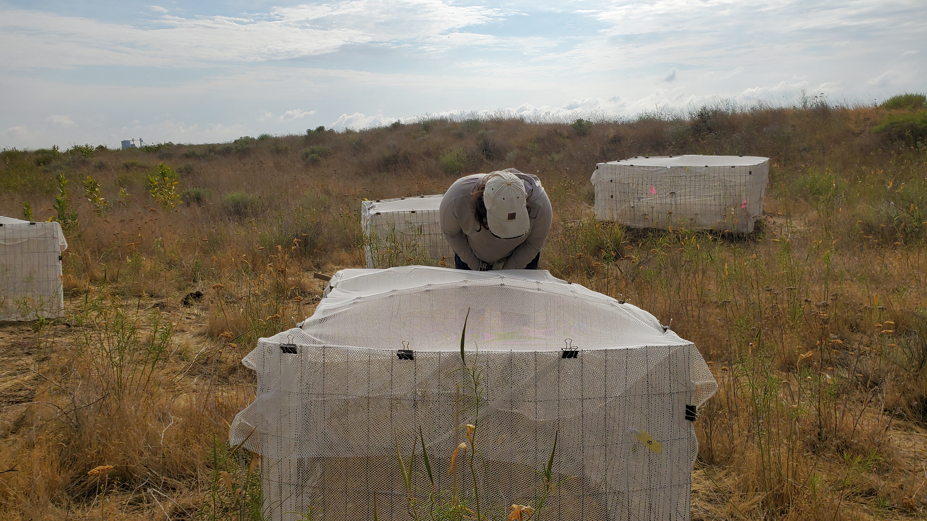 Person in baseball cap bends over a wire frame covered with mesh in a grassy field. Several other such frames are in the background.