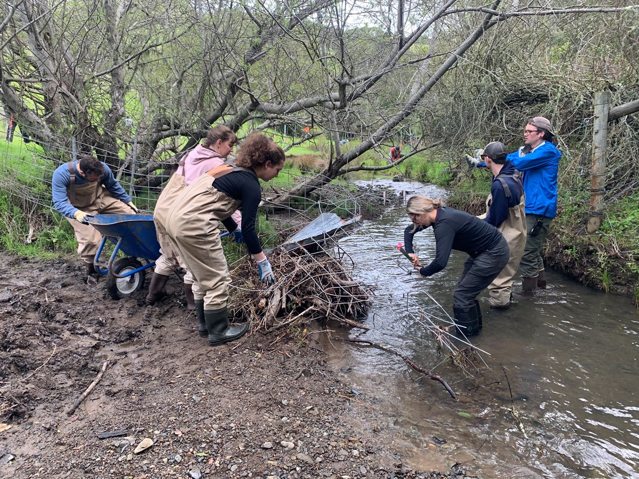 Cheda Creek volunteer event A half-dozen people manuever a large, twisted piece of wire fencing.