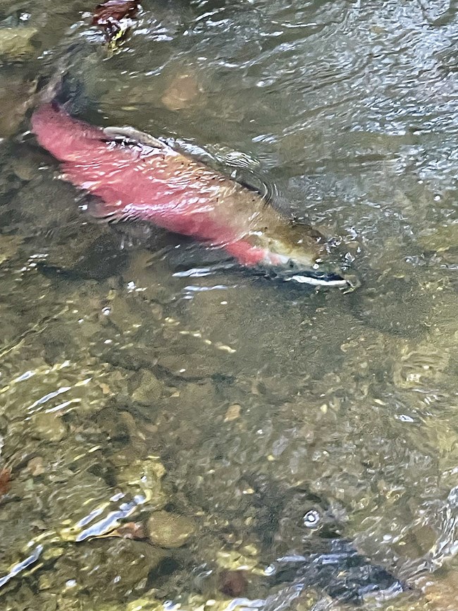 Large pink- and olive-colored fish with a hooked snout and seen swimming through a shallow section of creek, with its dorsal fin breaking the water's surface.