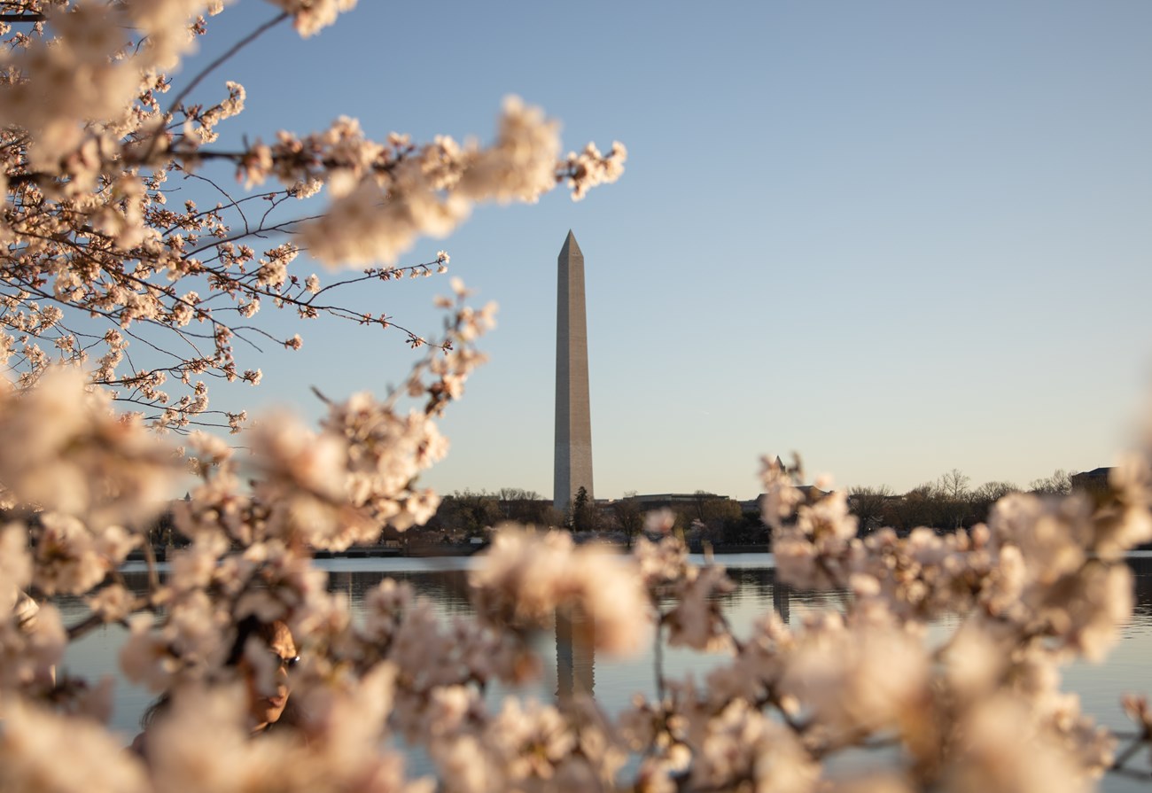 Closeup of blooming cherry trees framing Washington Monument in background