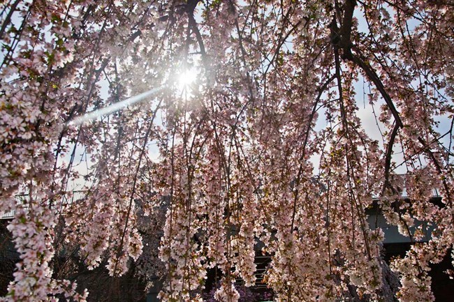 Cherry-Blossoms-in-sunlight-NPS-Photo Branches of cherry blossom trees