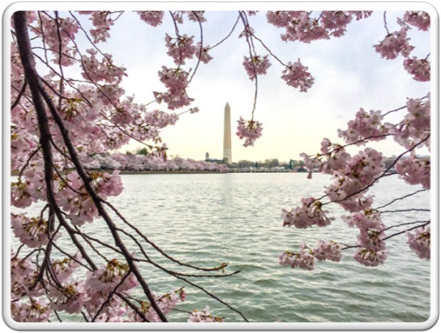 Cherry blossom branches hanging near a tidal basin with the Washington Monument on the other side in the distance