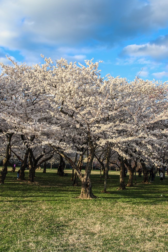 Grove of cherry blossom trees