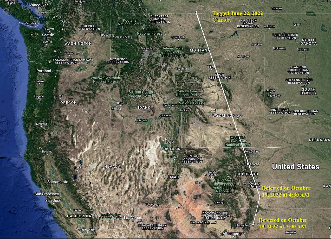 Chestnut-collared longspur flight path Map of chestnut-collared longspur flight path