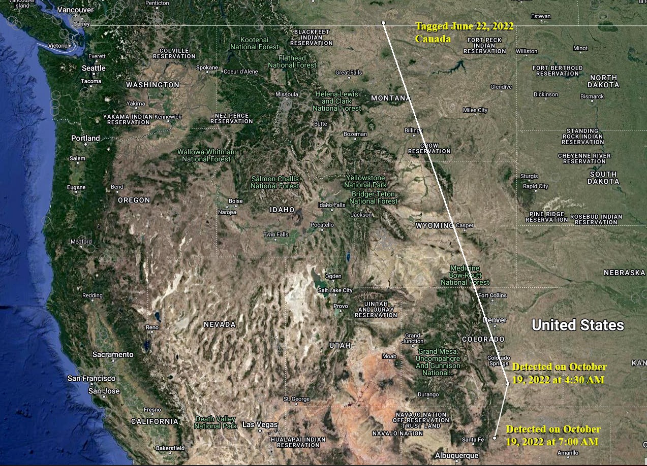 Map of chestnut-collared longspur flight path