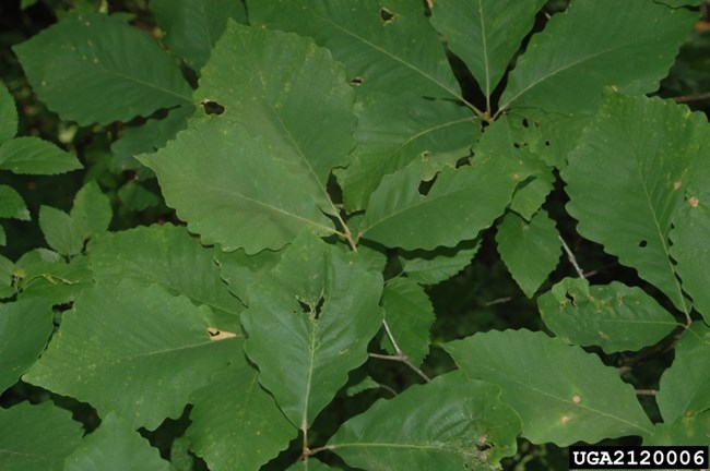 Chestnut oak (Quercus montana) leaf
