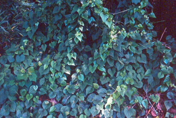 Dark green leaves on vines