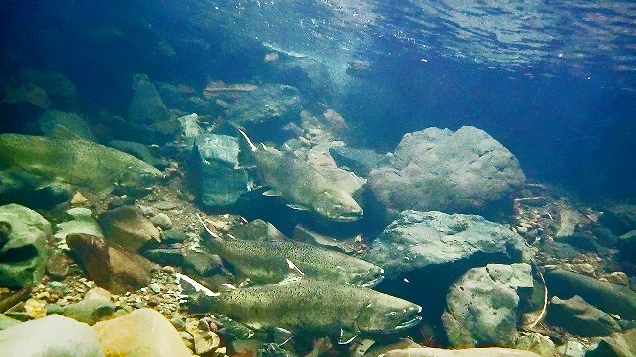 Large fish swim underwater in a creek with large rocks.