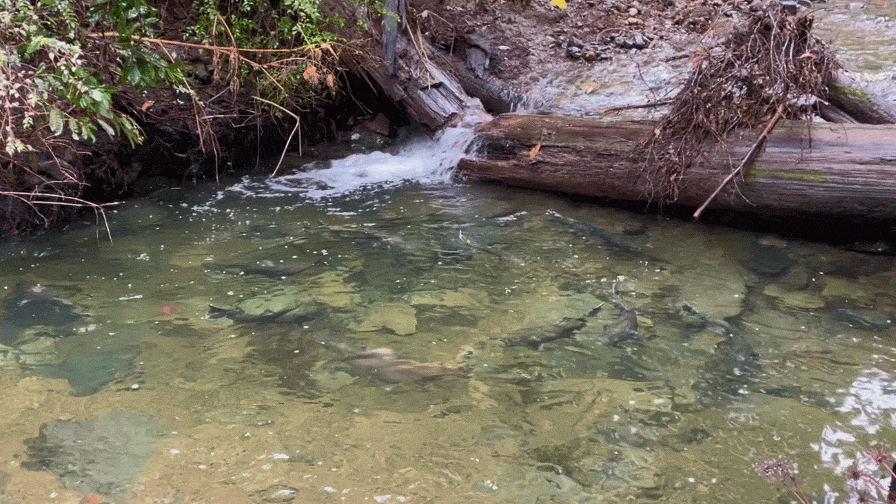 Animated GIF of dozens of large fish circling in a pool just below a big debris jam of logs and branches in Redwood Creek.