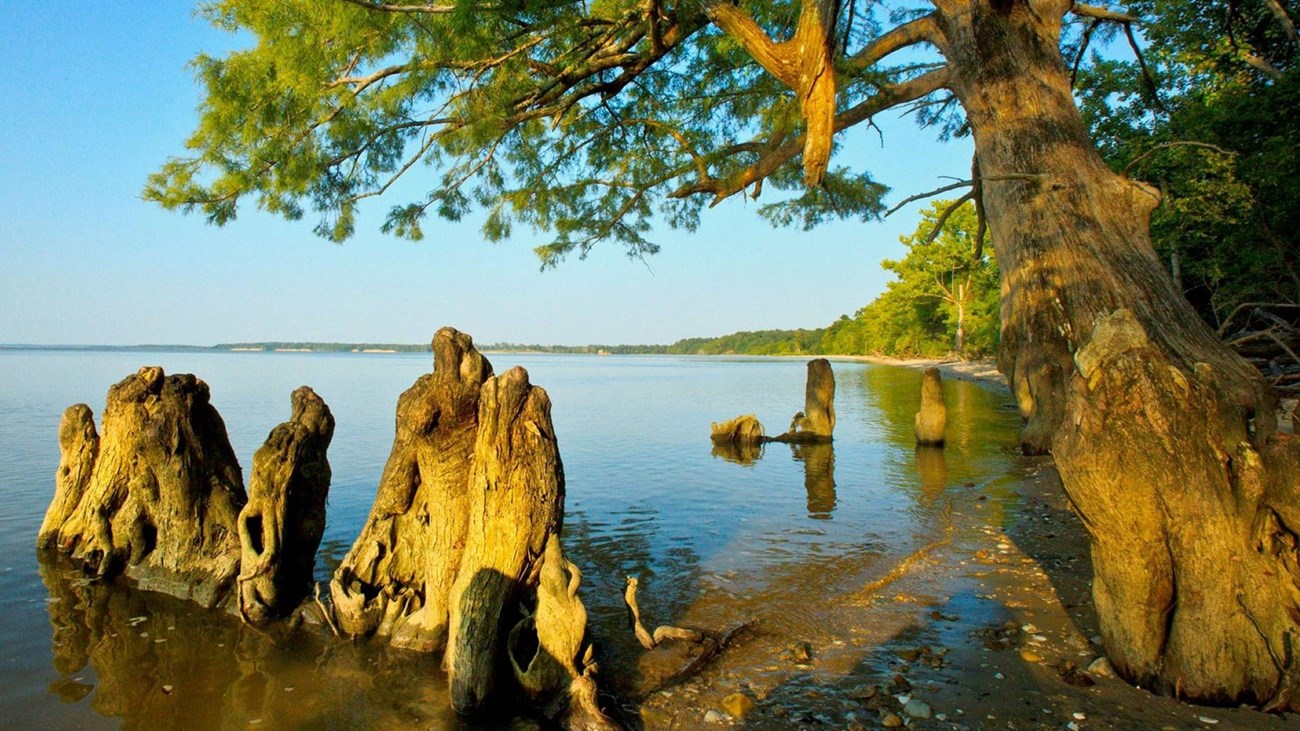 Chippokes A beach with trees.