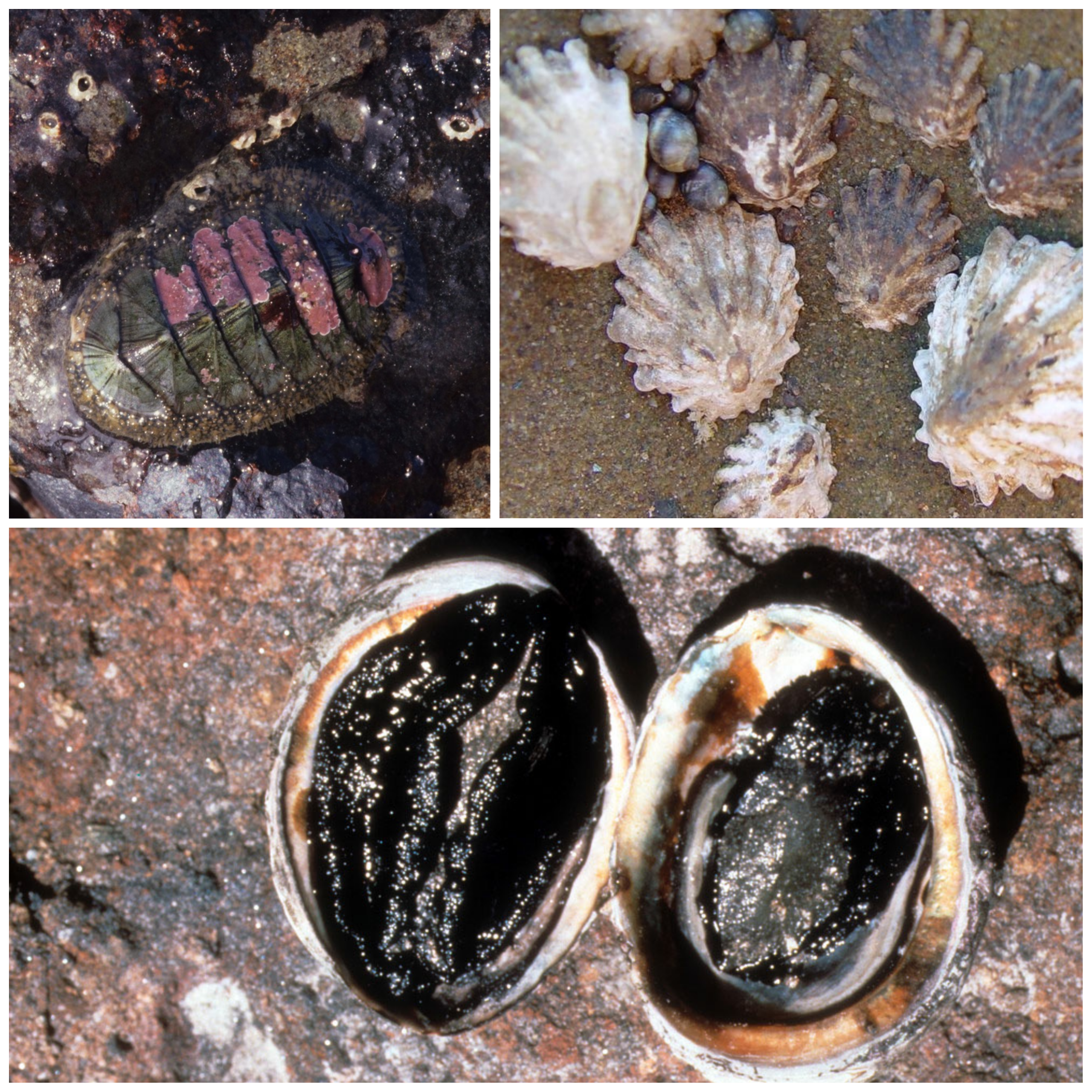 Collage of oval-shaped chiton, several round, ridged limpets, and the underside of two abalone.