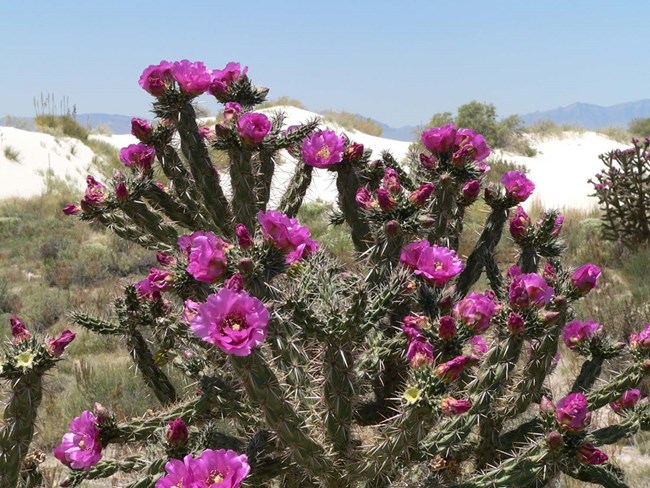 Branching cactus with magenta flowers