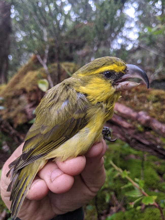 A kiwikiu, a Hawaiian honeycreeper with a large, curved beak and vibrant green-yellow plumage, rests on someone's hand. A kiwikiu, a Hawaiian honeycreeper with a large, curved beak and vibrant green-yellow plumage, rests on someone's hand.