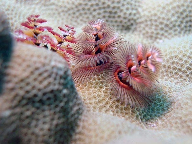 Christmas-tree Worm Christmas-tree Worm