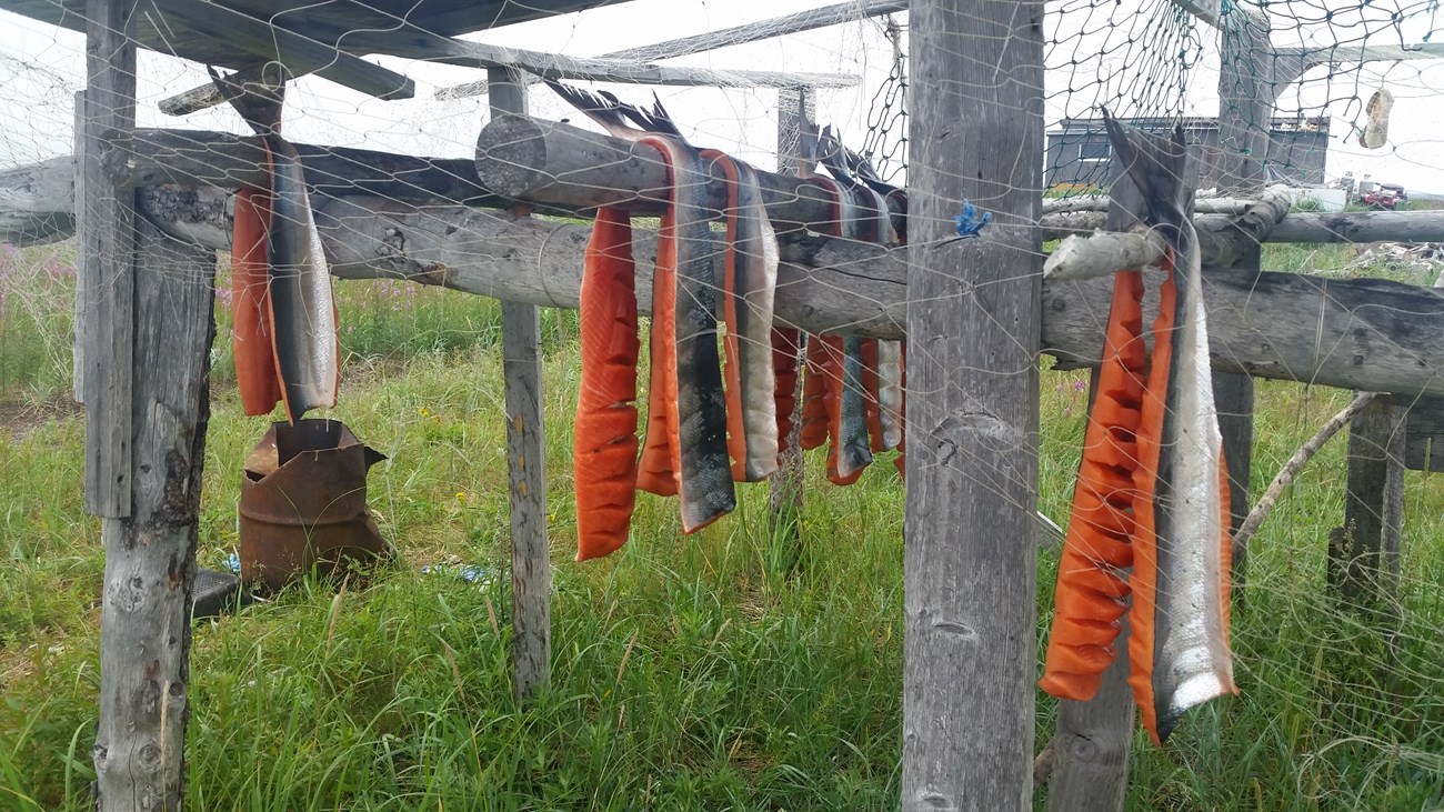 Chum salmon are hung to dry in an Iñupiat fish camp. Chum salmon are hung to dry in an Iñupiat fish camp.