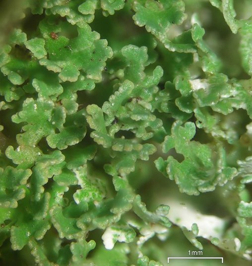 Close-up of damp, bright green, scaly vegetative structures of the dragon cladonia growing on the root of a conifer.