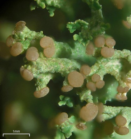Close-up of light brown discs (apothecia) at the tip of green stalks (podetia) of the dragon cladonia, growing on the root of a conifer.