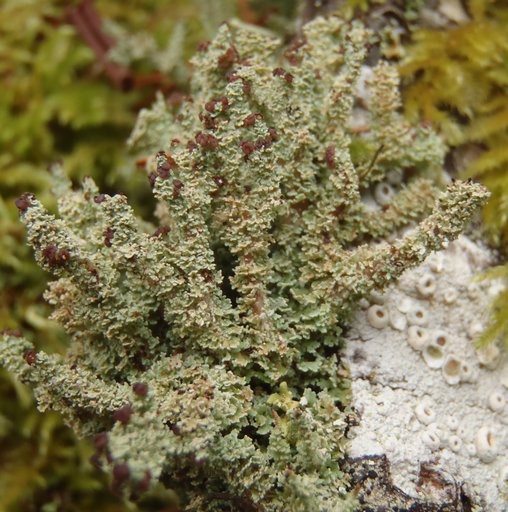 Pale green cluster of secondary vegetative growth (podetia) with brown round discs (apothecia) on top of moss and a white crustose lichen.