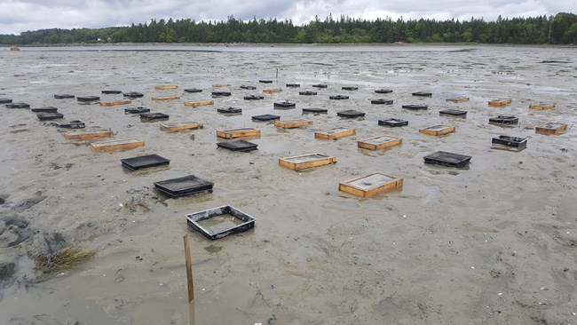 A brought mudflat at low tide, with water and trees in the background. Lying on the mud is an array of tan and black square frames with screen tops.
