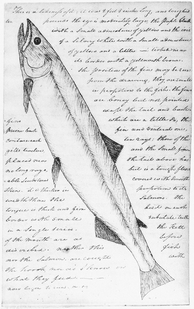 Clarks-White-Salmon-Trout-from-Thwaites-FSDM2 Image of a drawing of a salmon and handwritten text from a page of the Lewis and Clark Journals.