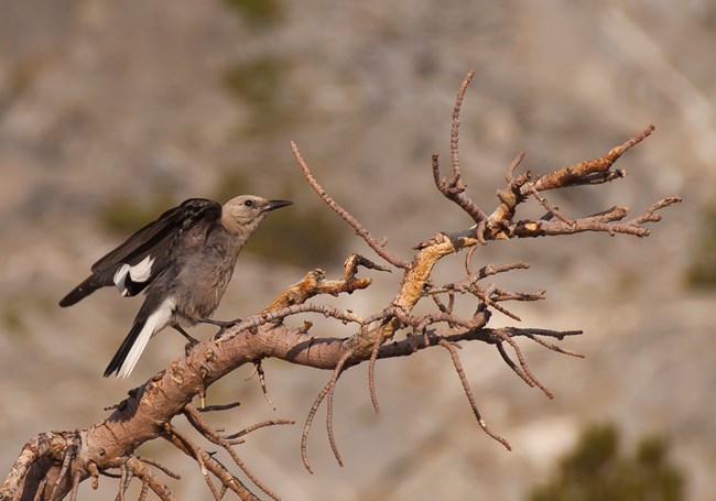 Brownish grey, black and white bird holding its wings back and perching on a dead tree