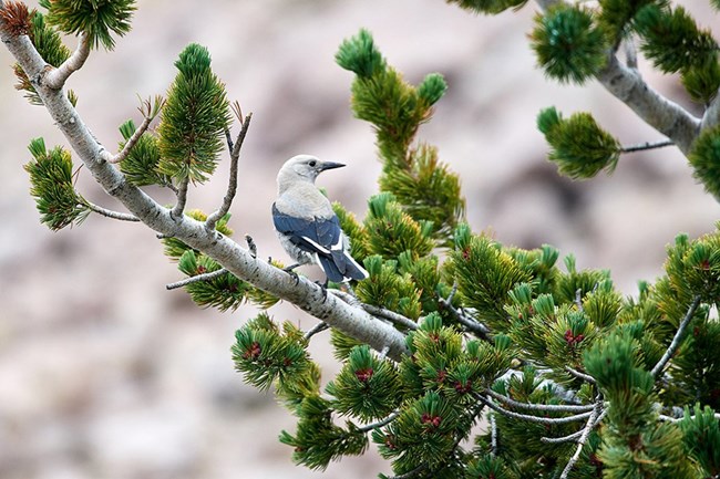 Grey and black jay-sized bird perched on pine tree branch.