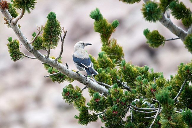 Clark's Nutcracker on whitebark pine Grey and black jay-sized bird perched on pine tree branch.