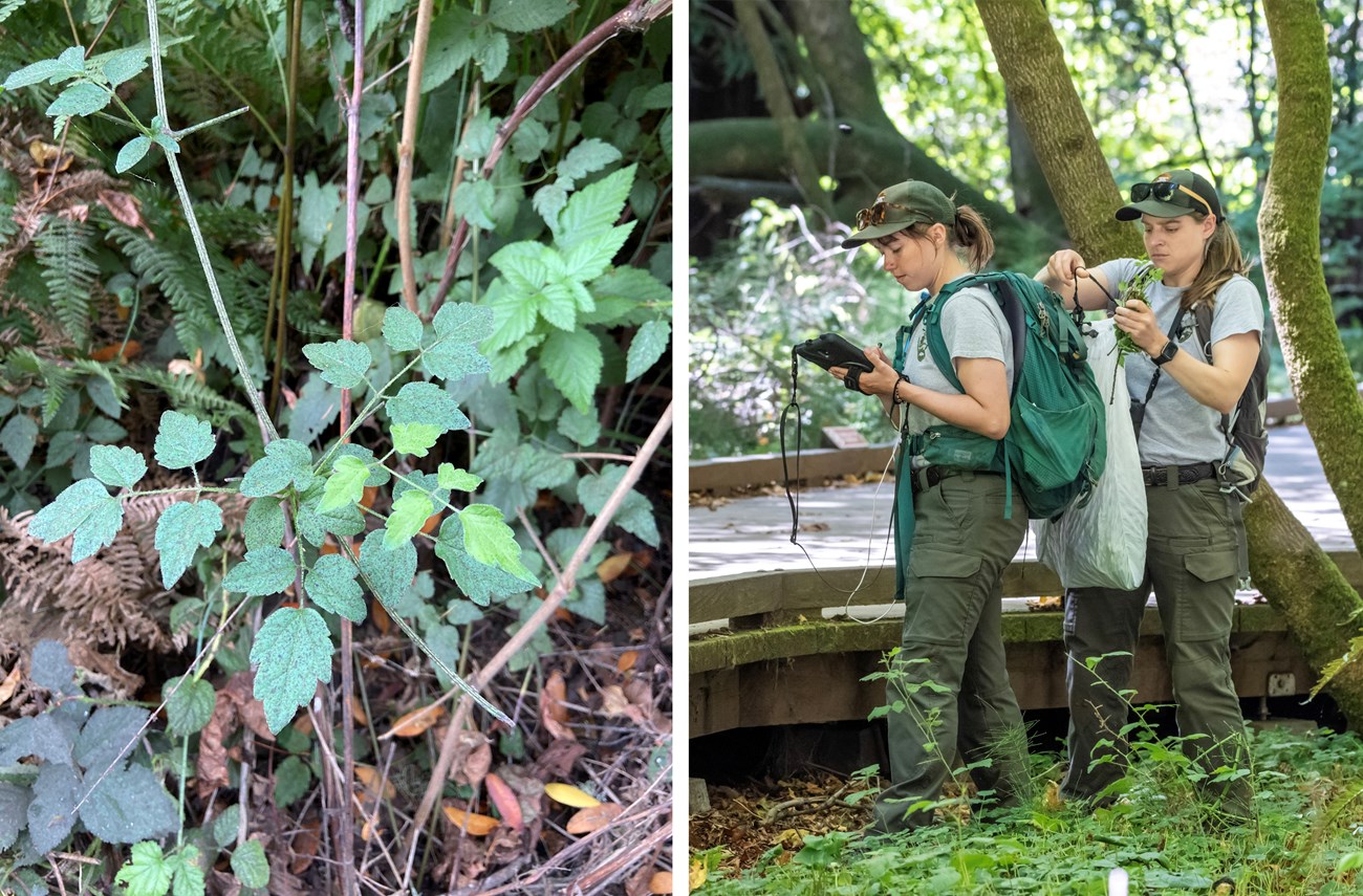Clematis vitalba plant, and a removal in Muir Woods 2 photos. On the left, a young Clematis vine with grooved stems and lobed, oval-shaped leaves. To the right, 2 people on the ground beside a Muir Woods boardwalk, one recording data on a tablet, the other putting a small Clematis plant in a trash bag.