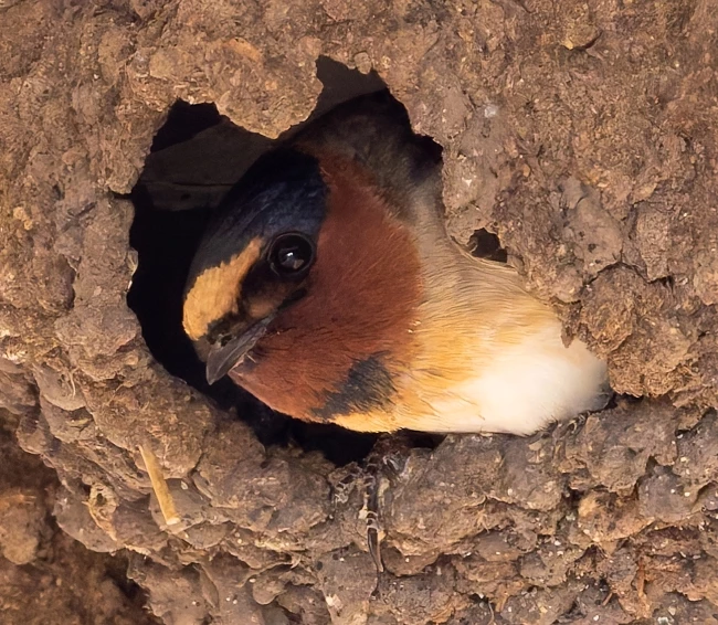 Cliff swallow A brown and white bird peeks out from a hole in its mud nest. It is multiple shades of brown around its head, but its coloring fades to white around its torso.