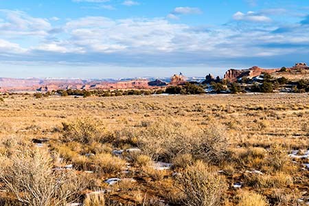 A grassland containing some shrubs, in the Needles District of Canyonlands National Park. The photo shows a typical assemblage of grasses, small shrubs, and biological soil crust.