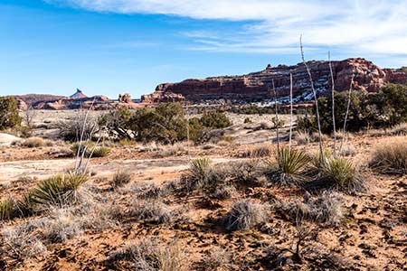 A different vegetation community in the Needles District of Canyonlands National Park showing yucca plants, biological soil crust, exposed bedrock, and pinyon pine and juniper trees.