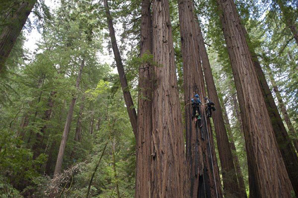 Stephen Sillett and Marie Antoine climbing Muir Woods redwoods. Stephen Sillett and Marie Antoine climbing Muir Woods redwoods.
