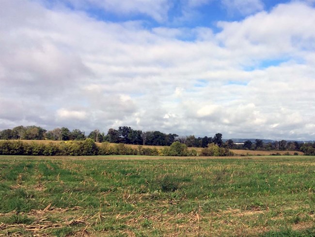 Landscape of harvested cornfield in Shenandoah Valley, line of trees on the horizon