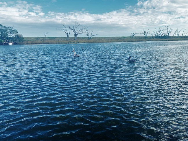Cocodrie River, Atchafalaya NHA Four pelicans float in wide blue river bordered by bayou marshland