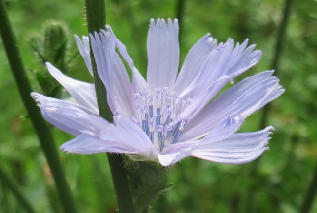A pale blue chicory flower against a leafy green backdrop.
