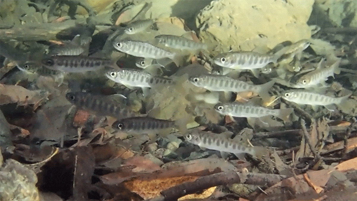 Juvenile coho in Olema Creek GIF Short clip of a school of a couple dozen small silvery fish with darker vertical markings on their sides swimming in place in a creek pool lined with rocks, sticks and fallen leaves.